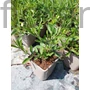 Kép 2/2 - Ernyős verbéna - Verbena bonariensis