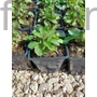 Kép 2/2 - Ernyős verbéna - Verbena bonariensis 'Bonnie'