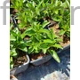 Kép 2/2 - Macskafarkú veronika - Veronica spicata 'Candela Pink'