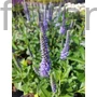 Kép 1/2 - Macskafarkú veronika - Veronica spicata 'Candela Blue'