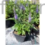 Kép 2/2 - Macskafarkú veronika - Veronica spicata 'Candela Blue'