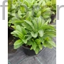 Kép 2/2 - Macskafarkú veronika - Veronica spicata 'Royal Candles'