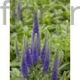 Kép 1/2 - Macskafarkú veronika - Veronica spicata 'Royal Candles'