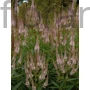Kép 1/2 - Virginiai veronika - Veronicastrum virginicum 'Pink Glow'