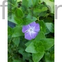 Kép 2/2 - Nagy meténg - Vinca major
