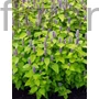 Kép 1/2 - Izsópfű - Agastache rugosa 'Golden Jubilee'