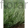 Kép 1/2 - Mirigyes pereszlény - Calamintha nepeta 'White Cloud'