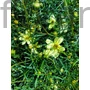 Kép 1/2 - Keskenylevelű menyecskeszem - Coreopsis verticillata 'Moonbeam'