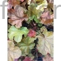 Kép 1/2 - Hibrid tűzeső - Heuchera 'Arabica'