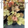 Kép 2/2 - Hibrid tűzeső - Heuchera 'Arabica'