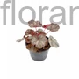 Kép 2/2 - Hibrid tűzeső - Heuchera 'Regina'