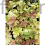 Kép 1/2 - Hibrid tűzeső - Heuchera 'Rockies Amber'