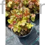 Kép 2/2 - Hibrid tűzeső - Heuchera 'Rockies Amber'