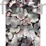 Kép 1/2 - Hibrid tűzeső - Heuchera 'Silver Gumdrop'