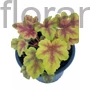 Kép 1/2 - Tűzeső - Heucherella 'Gold Zebra'