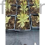Kép 2/2 - Színeváltó kutyatej - Euphorbia martiniii 'Ascot Rainbow'