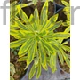 Kép 1/2 - Színeváltó kutyatej - Euphorbia martiniii 'Ascot Rainbow'