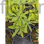 Kép 2/2 - Színeváltó kutyatej - Euphorbia martiniii 'Ascot Rainbow'