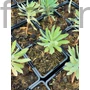 Kép 2/2 - Velencei kutyatej - Euphorbia charachias 'Humpty Dumpty'
