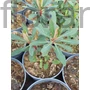 Kép 2/2 - Színeváltó kutyatej - Euphorbia 'Velvet Ruby'
