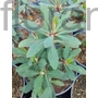 Kép 1/2 - Színeváltó kutyatej - Euphorbia 'Velvet Ruby'