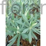 Kép 1/2 - Velencei kutyatej - Euphorbia charachias 'Humpty Dumpty'