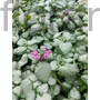 Kép 1/2 - Foltos árvacsalán - Lamium maculatum 'Beacon Silver'