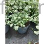 Kép 2/2 - Foltos árvacsalán - Lamium maculatum 'Beacon Silver'