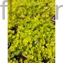 Kép 1/2 - Pénzlevelű lizinka - Lysimachia nummularia 'Aurea'