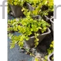 Kép 2/2 - Pénzlevelű lizinka - Lysimachia nummularia 'Aurea'