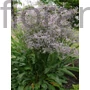 Kép 1/2 - Széleslevelű sóvirág - Limonium latifolium
