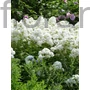 Kép 1/2 - Bugás lángvirág - Phlox paniculata 'David'
