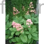Kép 1/2 - Tenyeres tópartifű - Rodgersia pinnata 'Elegans'