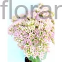 Kép 1/2 - Pompás varjúháj - Sedum spectabile 'Brillant'