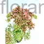 Kép 1/2 - Pompás varjúháj - Sedum spectabile 'Herbstfreude'