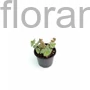 Kép 2/2 - Októberi varjúháj - Sedum sieboldii