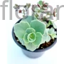 Kép 1/2 - Októberi varjúháj - Sedum sieboldii