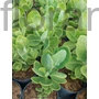Kép 2/2 - Pompás varjúháj - Sedum spectabile 'Brillant'